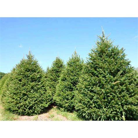 norway spruce for sale nj